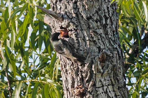 European Starling feeding chick in nest by Alan Vernon. is licensed under CC BY-NC-SA 2.0